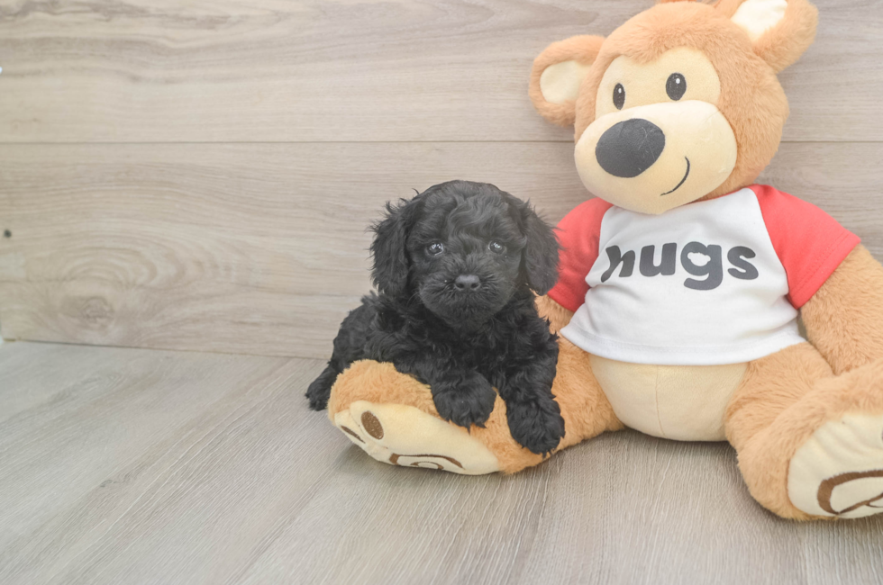 5 week old Cavapoo Puppy For Sale - Simply Southern Pups