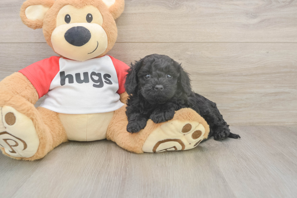 Small Cavapoo Baby