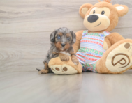 6 week old Cavapoo Puppy For Sale - Simply Southern Pups