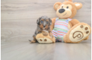 Cavapoo Puppy for Adoption