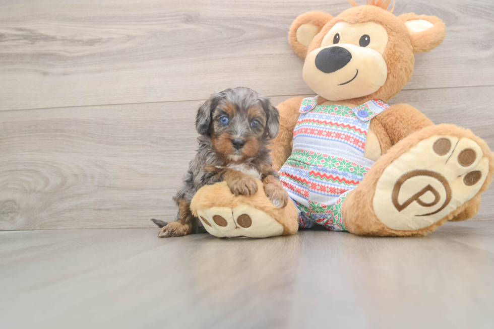 Cavapoo Puppy for Adoption