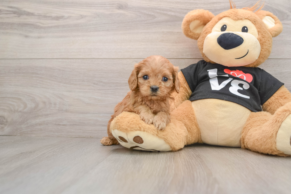 Cavapoo Pup Being Cute