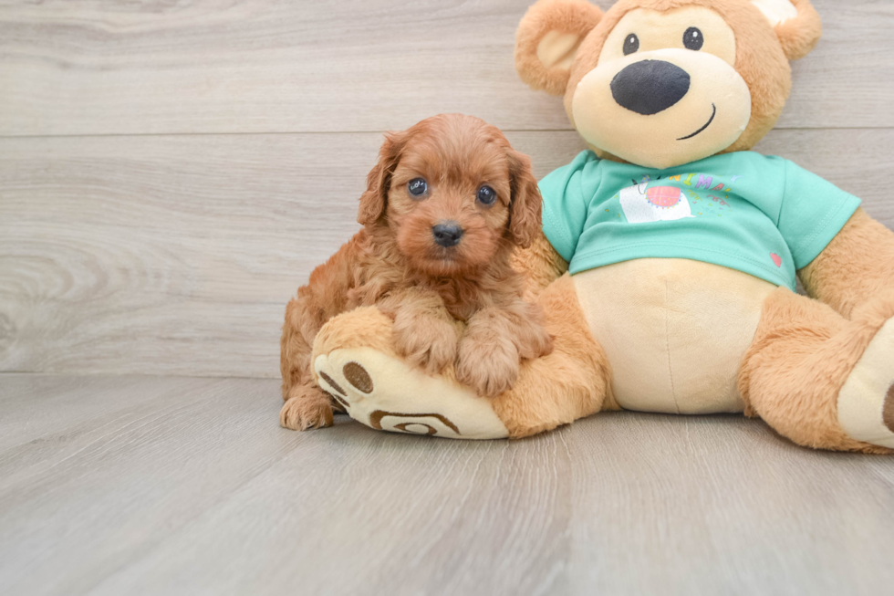 Cavapoo Puppy for Adoption