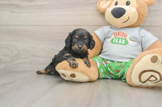 RORY, a Cavapoo littermate