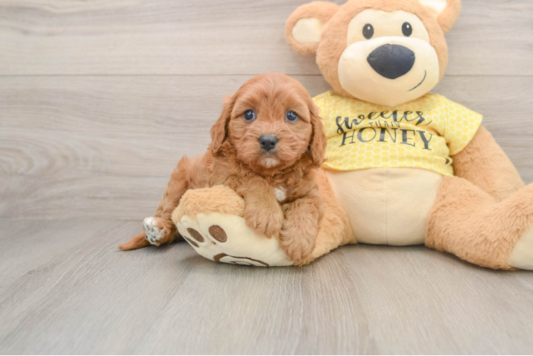 Cavapoo Puppy for Adoption