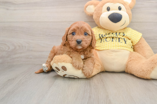 Cavapoo Puppy for Adoption