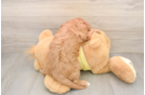 Cavapoo Pup Being Cute