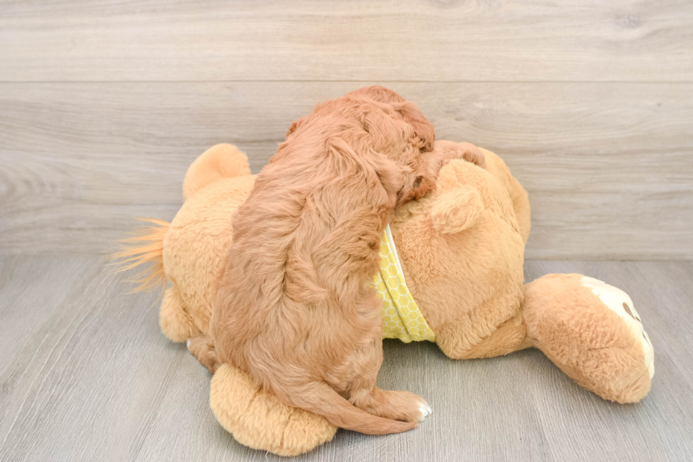 Cavapoo Pup Being Cute