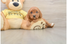 Energetic Cavoodle Poodle Mix Puppy