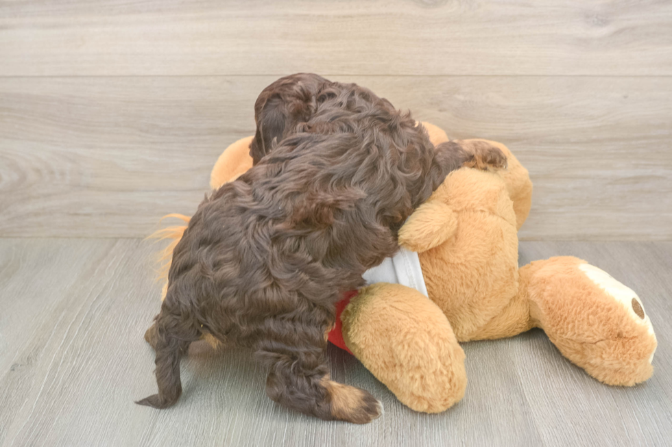 Meet Rosalie - our Cavapoo Puppy Photo  3/3 - Simply Southern Pups Best Cavapoo Baby