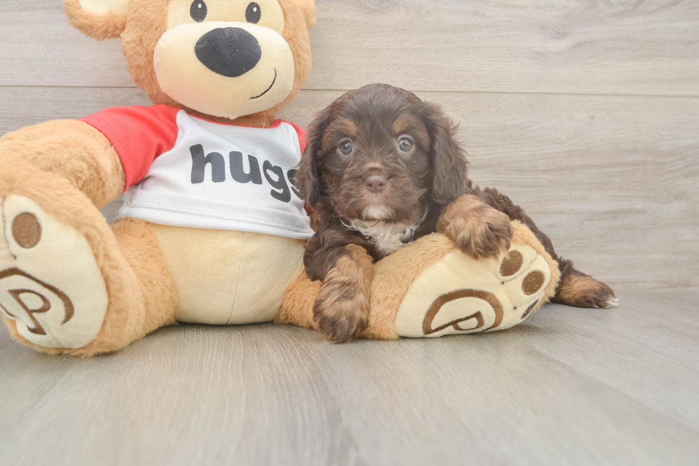Meet Rosalie - our Cavapoo Puppy Photo  2/3 - Simply Southern Pups Cavapoo Puppy for Adoption