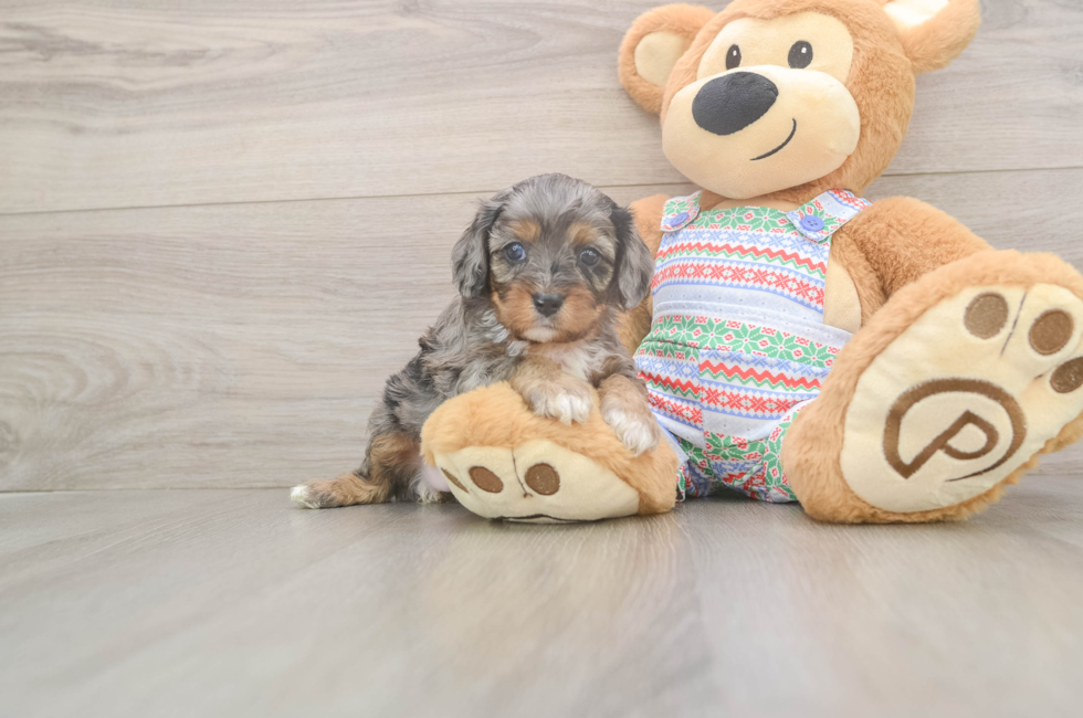 5 week old Cavapoo Puppy For Sale - Simply Southern Pups