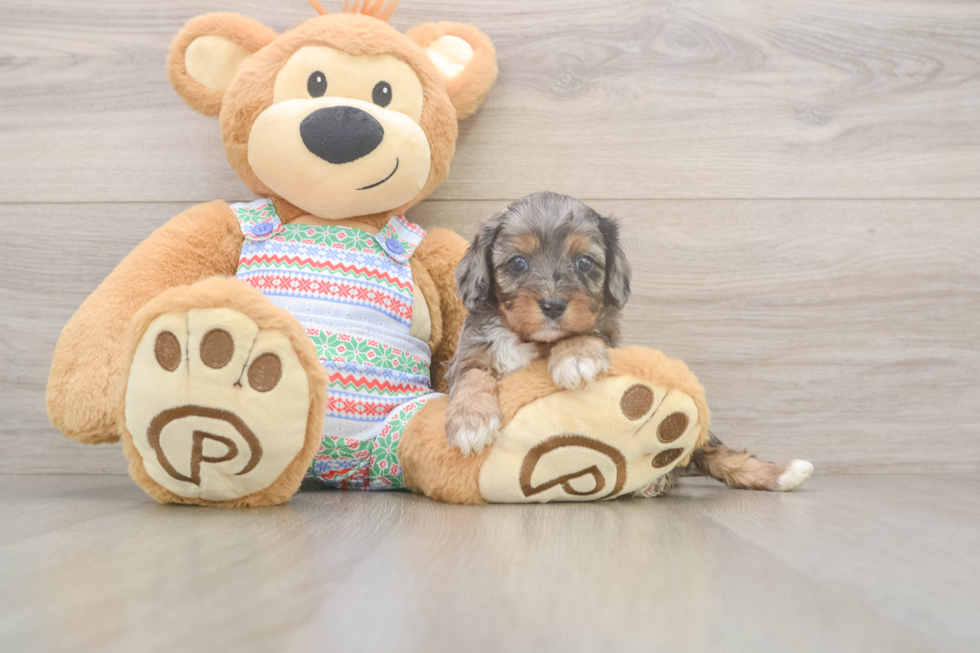 Playful Cavapoodle Poodle Mix Puppy