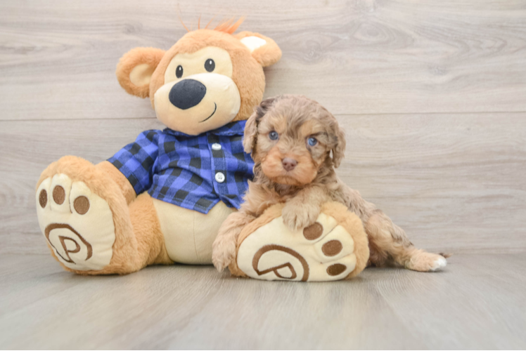 Cavapoo Pup Being Cute