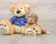8 week old Cavapoo Puppy For Sale - Simply Southern Pups