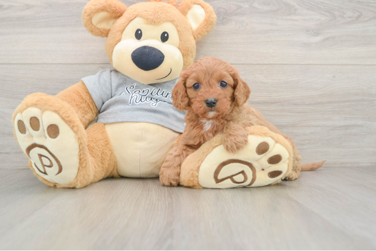 Fluffy Cavapoo Poodle Mix Pup