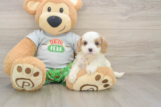 ROSALIE, a Cavapoo littermate