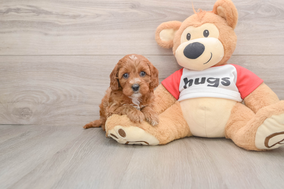 Best Cavapoo Baby