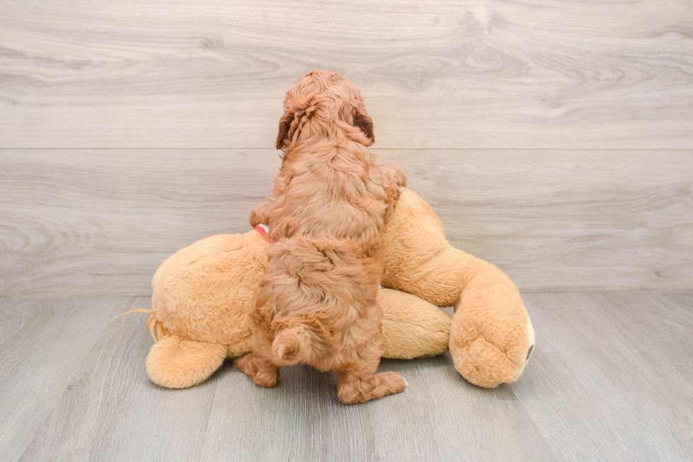 Cavapoo Pup Being Cute