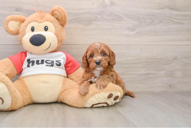 Smart Cavapoo Poodle Mix Pup
