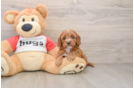 Smart Cavapoo Poodle Mix Pup