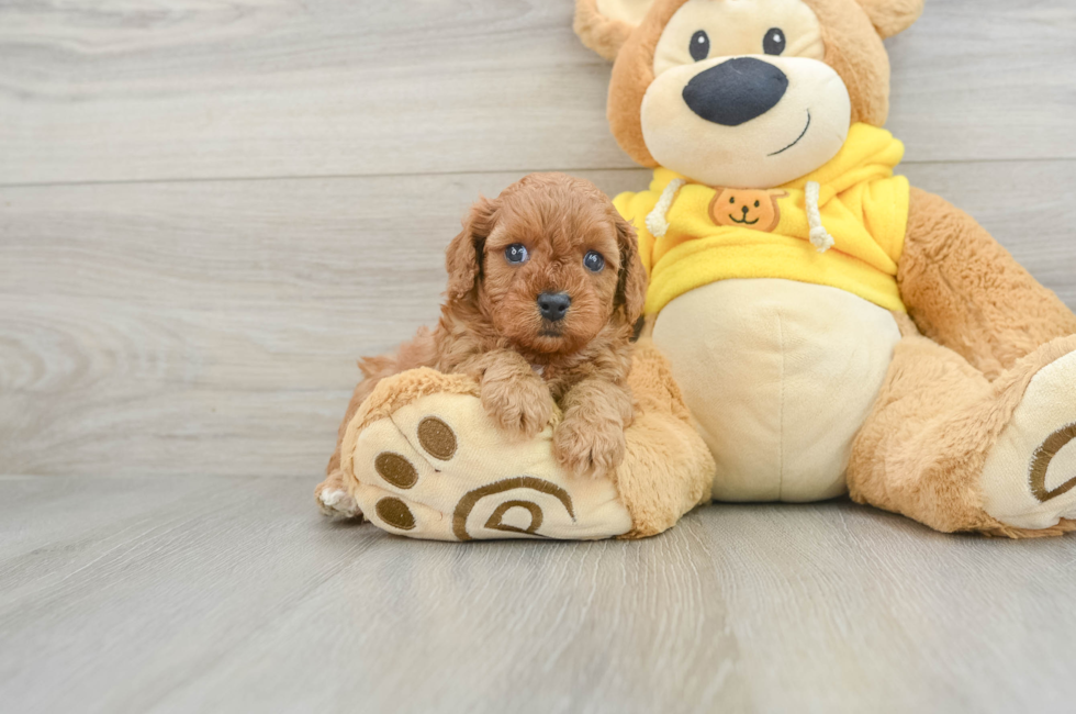 5 week old Cavapoo Puppy For Sale - Simply Southern Pups