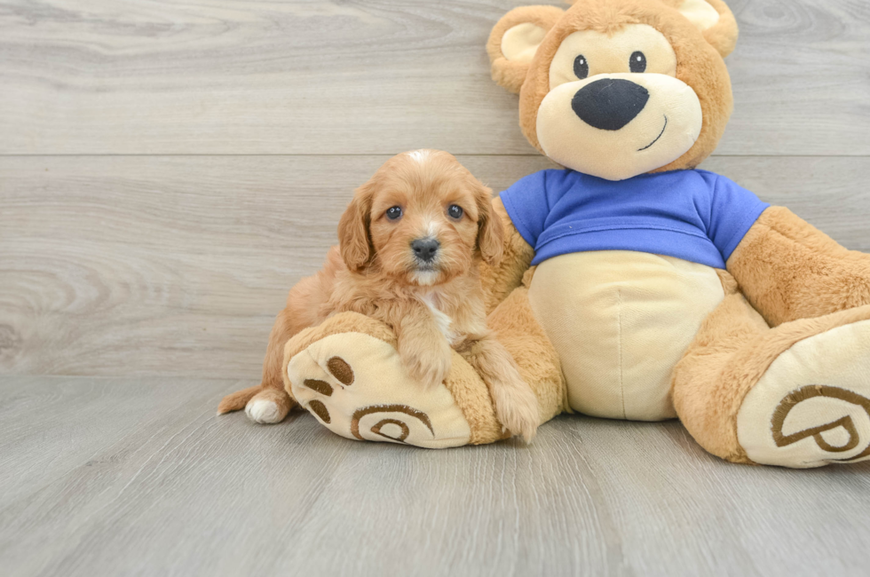 5 week old Cavapoo Puppy For Sale - Simply Southern Pups