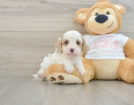 7 week old Cavapoo Puppy For Sale - Simply Southern Pups