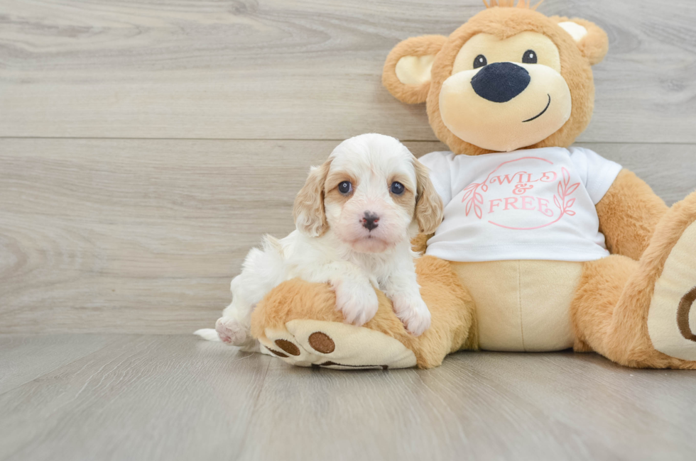 7 week old Cavapoo Puppy For Sale - Simply Southern Pups