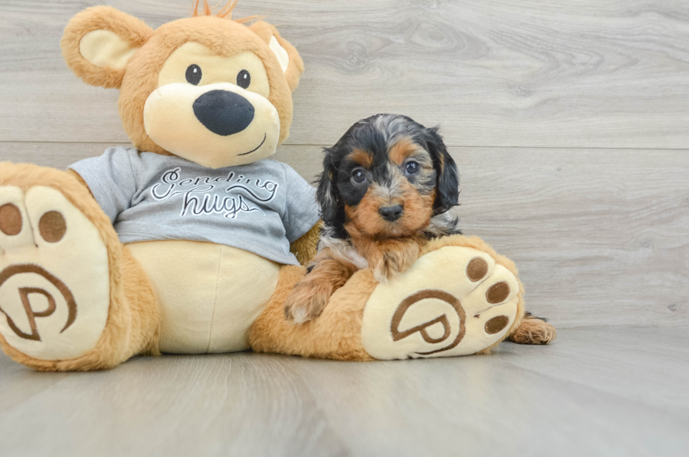 8 week old Cavapoo Puppy For Sale - Simply Southern Pups