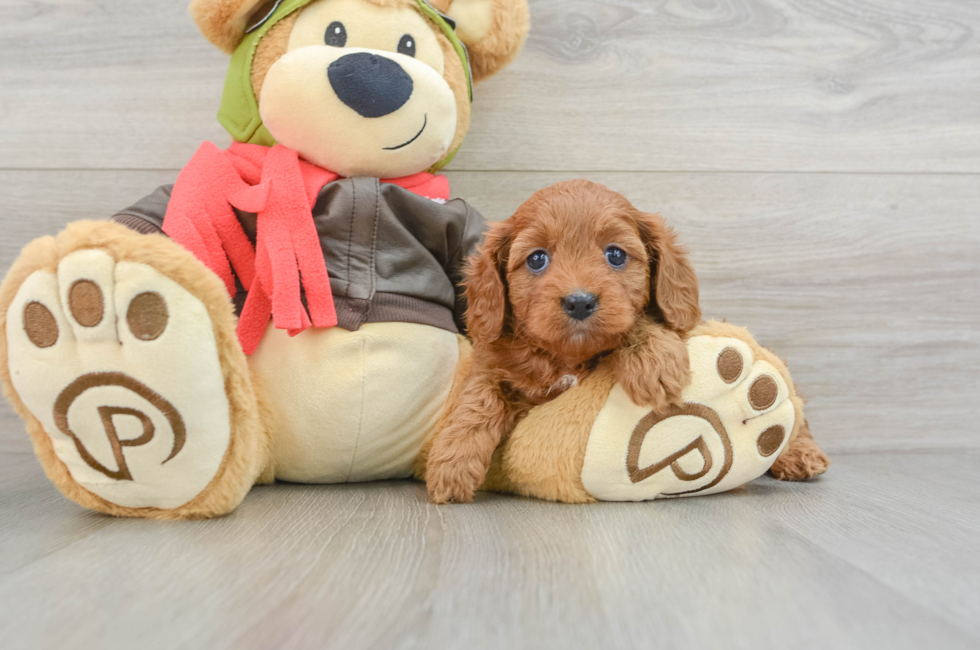 6 week old Cavapoo Puppy For Sale - Simply Southern Pups