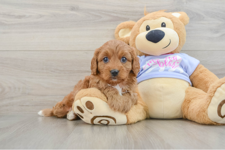 Adorable Cavalier King Charles Spaniel and Poodle Mix Poodle Mix Puppy