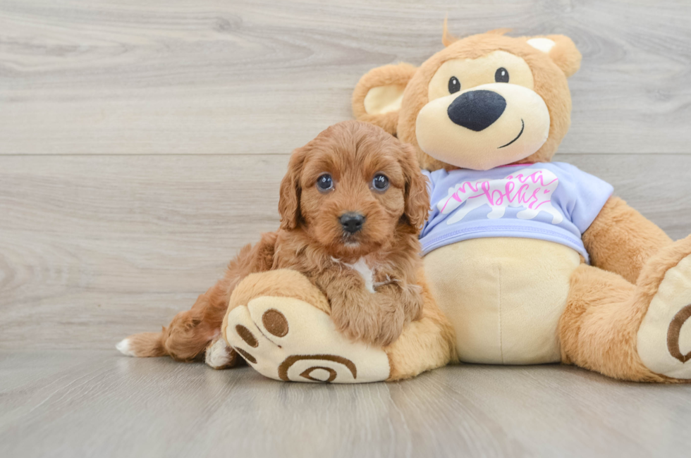 6 week old Cavapoo Puppy For Sale - Simply Southern Pups