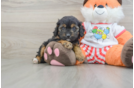 Cavapoo Pup Being Cute