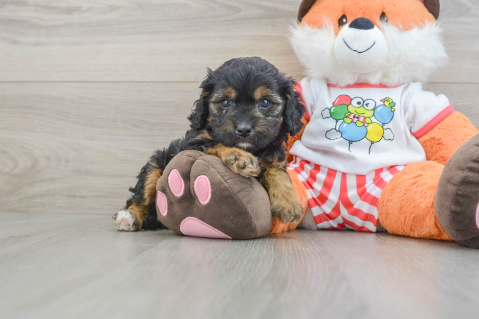 Cavapoo Pup Being Cute