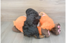 Friendly Cavapoo Baby