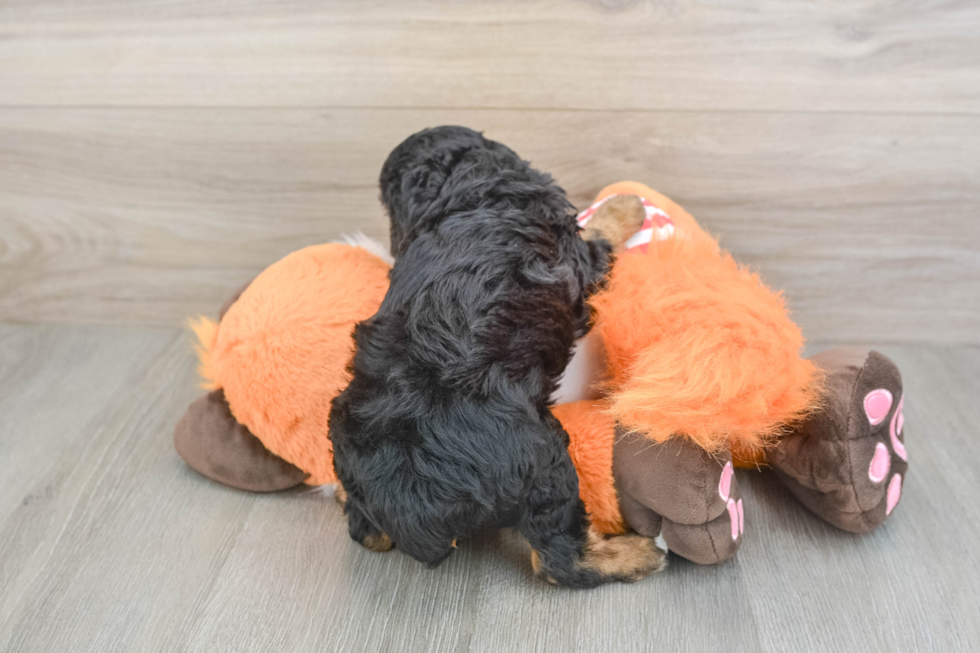 Friendly Cavapoo Baby