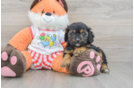 Popular Cavapoo Poodle Mix Pup