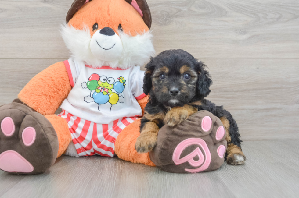 7 week old Cavapoo Puppy For Sale - Simply Southern Pups