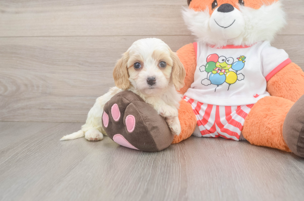 5 week old Cavapoo Puppy For Sale - Simply Southern Pups