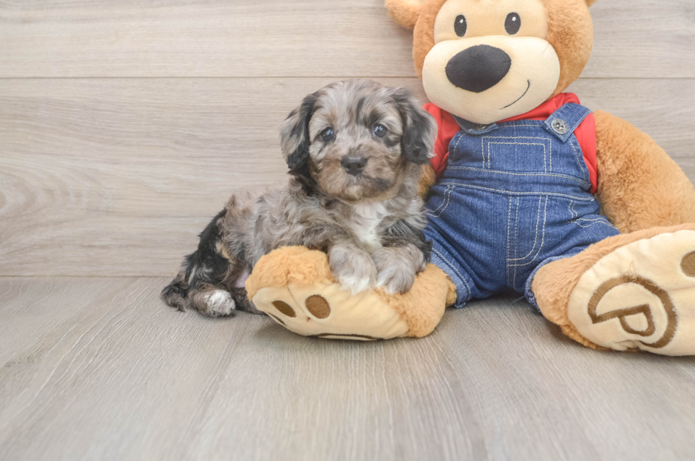 5 week old Cavapoo Puppy For Sale - Simply Southern Pups