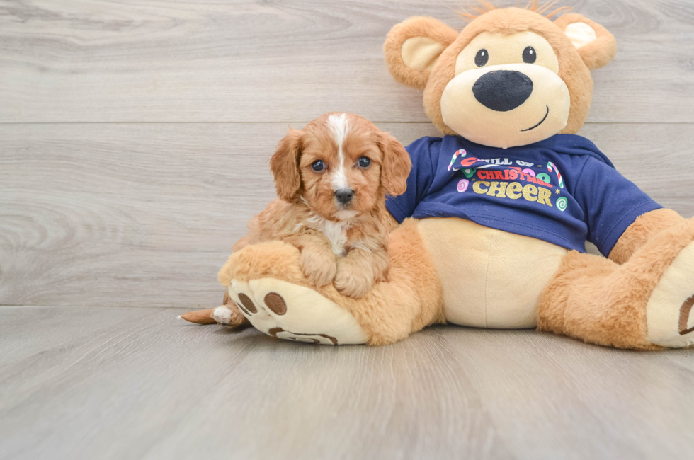 5 week old Cavapoo Puppy For Sale - Simply Southern Pups