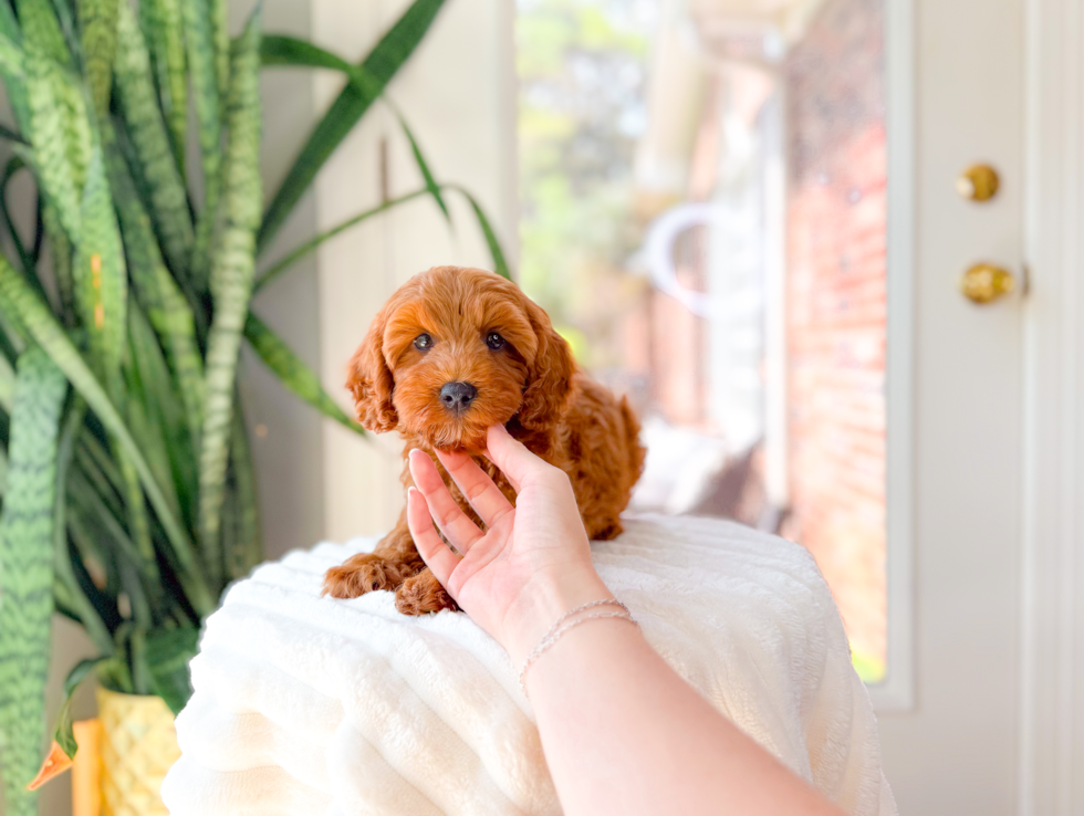 Cute Cavipoo Poodle Mix Puppy