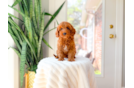 Cute Cavapoo Poodle Mix Pup