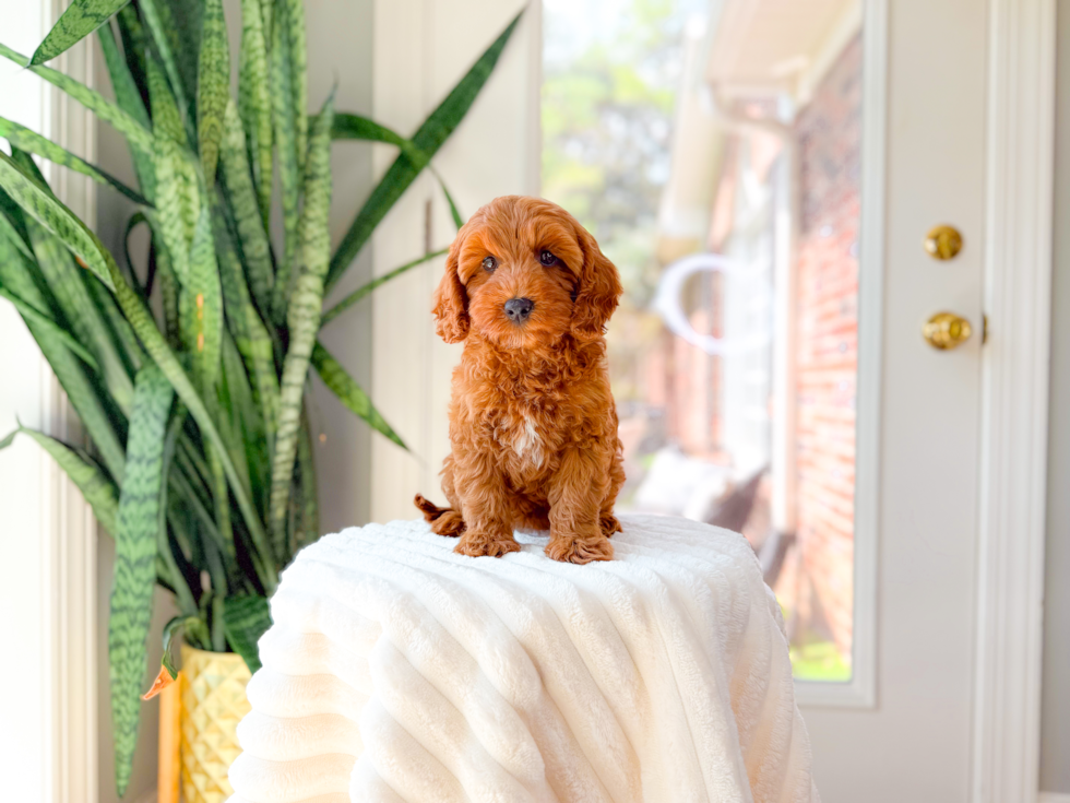 Cute Cavapoo Poodle Mix Pup