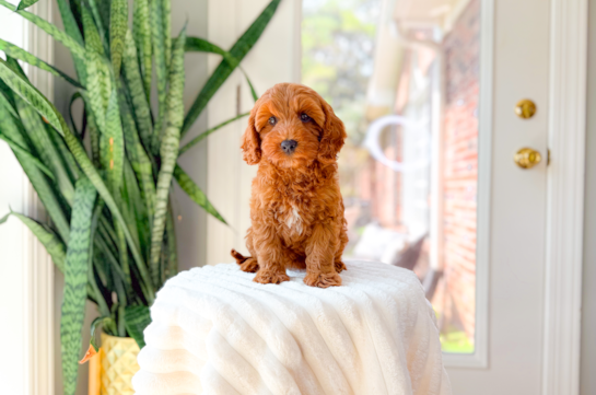 Cute Cavapoo Poodle Mix Pup