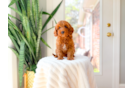 Cute Cavapoo Poodle Mix Pup