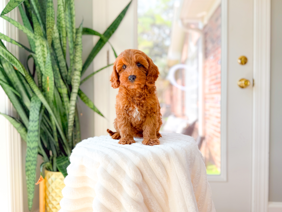 Cute Cavapoo Poodle Mix Pup