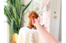Best Cavapoo Baby