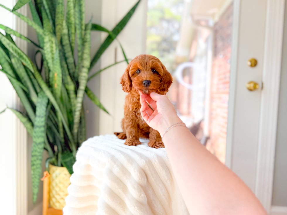 Best Cavapoo Baby